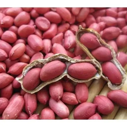 rosy-peanuts-1000x1000.webp