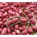 rosy-peanuts-1000x1000.webp