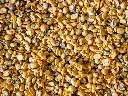 unsplash__w6x8IBWSgQ_mustard seeds.webp