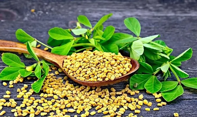 Trs methi seeds 100g1.webp